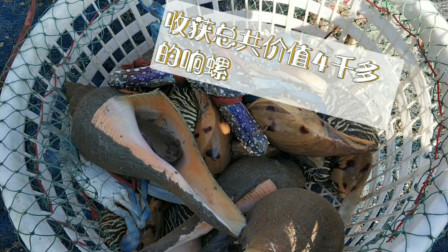 南澳岛赶海日记 彪哥多天没出海，终于出海捕鱼一趟遇到值钱大海螺，这就卖了5千