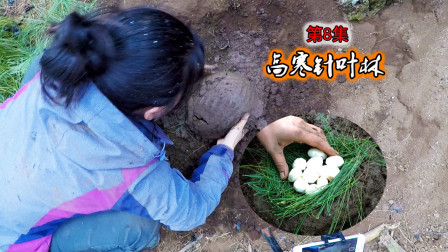 高寒针叶林生存08，制作松针叫花芋