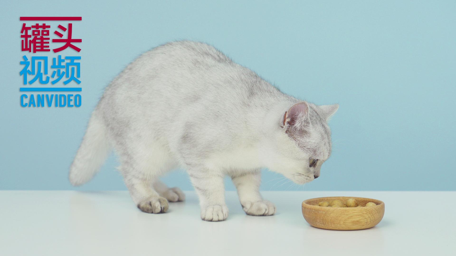 举起爪儿来 DIY营养猫咪零食球【举起爪儿来】