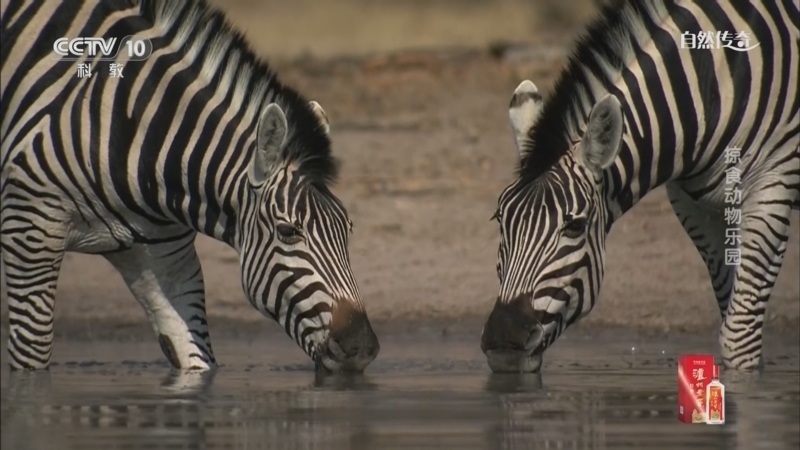 《自然传奇》 20260111 掠食动物乐园