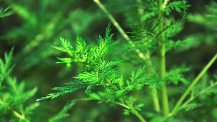 农村一种常见的野草，如今变成了珍贵中药材