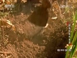 动物世界 《动物世界》 20161206 狒狒的现代生活