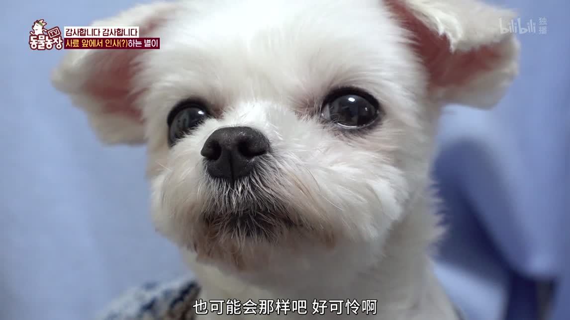 袭击养鸡场的凶手