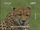 自然传奇 《自然传奇》 20140513 杀戮与温柔