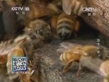 我爱发明 《我爱发明》 20140507 抛虫引蜜
