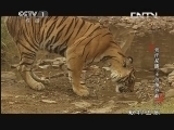动物世界 《动物世界》 20130923 老虎家族 王位争夺战（下）