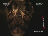 动物世界 《动物世界》 20161021 雨林巨无霸