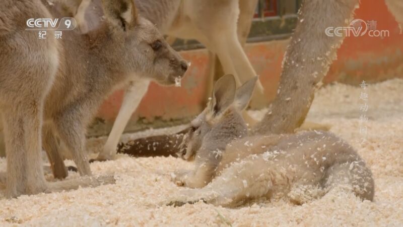 《奇趣动物园》 第二集 萌兽的困与斗