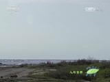 人与自然 《人与自然》 20151129 北极狐卡拉的逆袭（下）