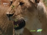 人与自然 《人与自然》 20160826 孤狮塔姆（下）