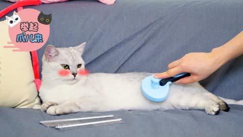 举起爪儿来 铲屎官必看！猫咪梳毛宝典