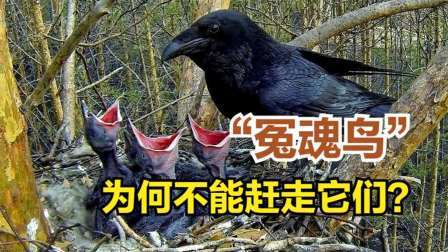 深圳惊现“冤魂鸟”，半夜叫声凄厉，老一辈人却说不能赶走