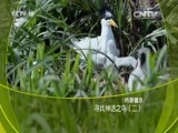 走近科学 《走近科学》 20160524 寻找神话之鸟（二）
