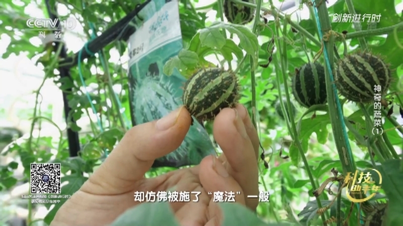 《创新进行时》 20210211 科技助丰年·神奇的蔬菜（1）