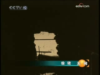 天网 偷猪