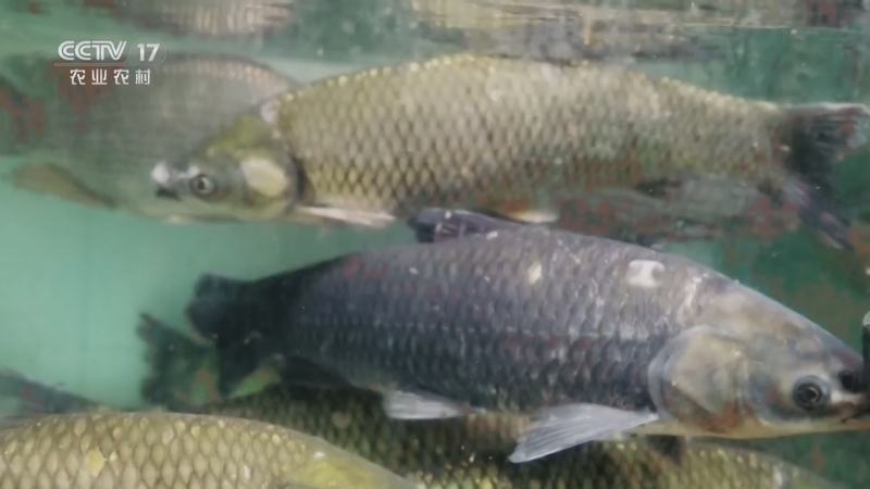 《谁知盘中餐》 20260406 乡间春正好 低温慢养蕴春鲜