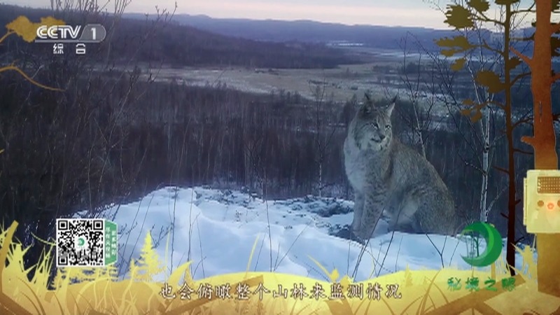 《秘境之眼》 猞猁 20210510