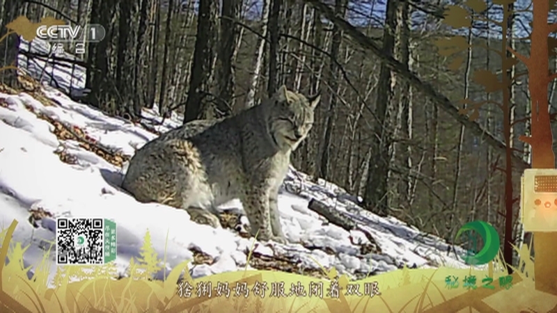 秘境之眼 《秘境之眼》 猞猁 20220725