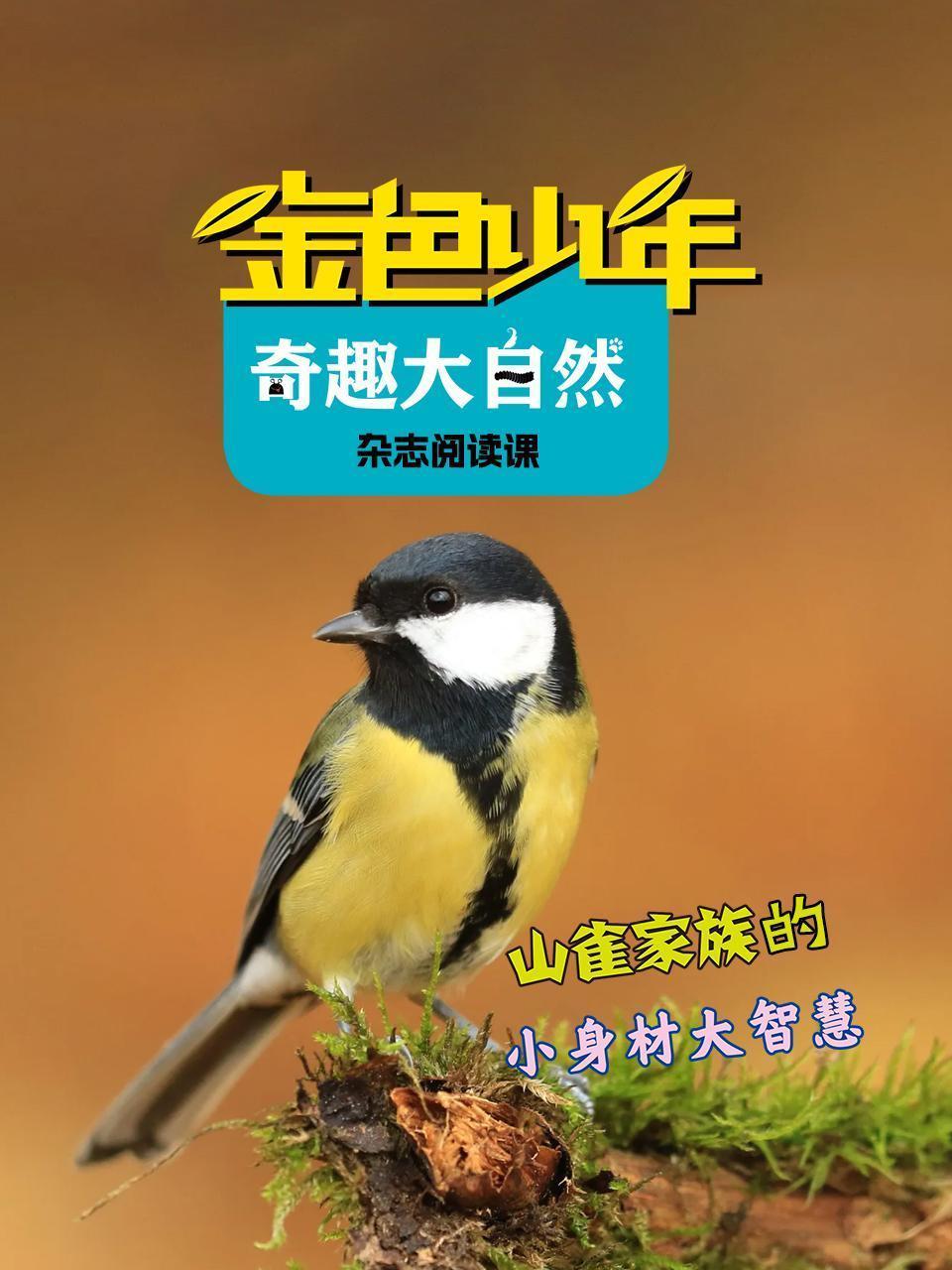 金色少年奇趣大自然：山雀家族的小身材大智慧