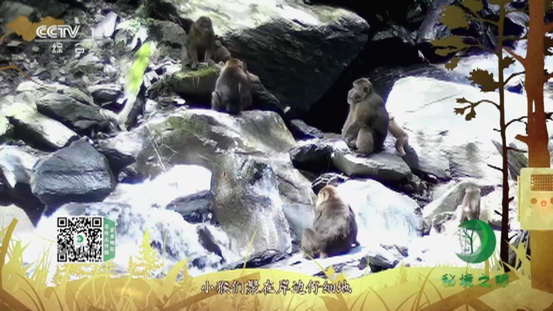 秘境之眼 《秘境之眼》 藏酋猴 20230214