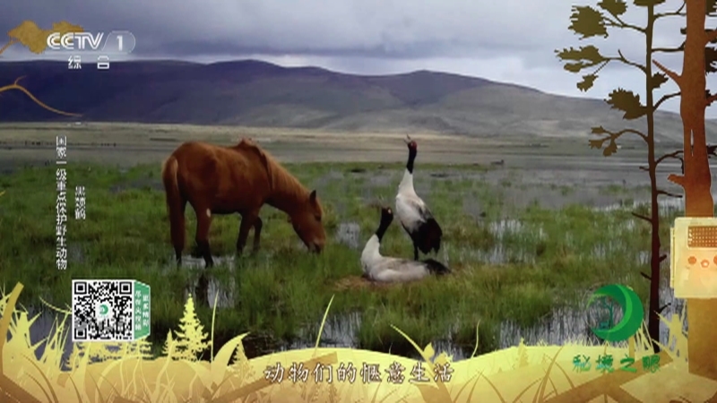 秘境之眼 《秘境之眼》 羚牛/水雉/黑熊/黑颈鹤 20230219