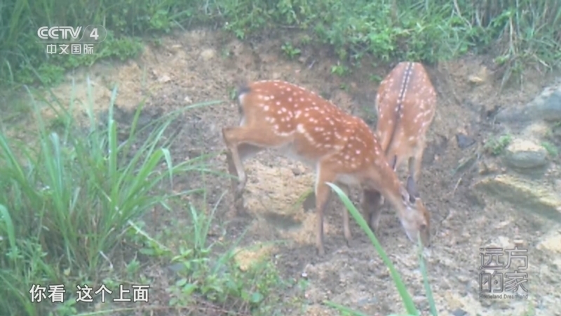 远方的家 《远方的家》 20250708 山河锦绣看中国 河湖山川绕九江