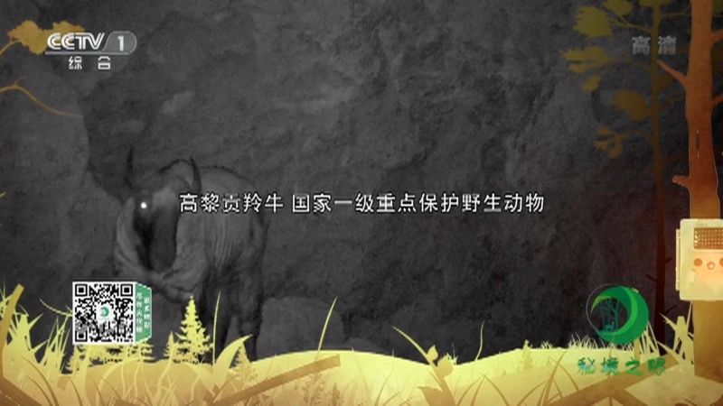 《秘境之眼》 高黎贡羚牛 20210205