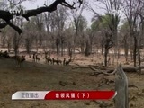 人与自然 《人与自然》 20160222 谁领风骚（下）