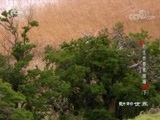 动物世界 《动物世界》 20180524 野生世界竞技场（下）