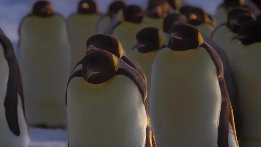 《冰冻星球》第4集