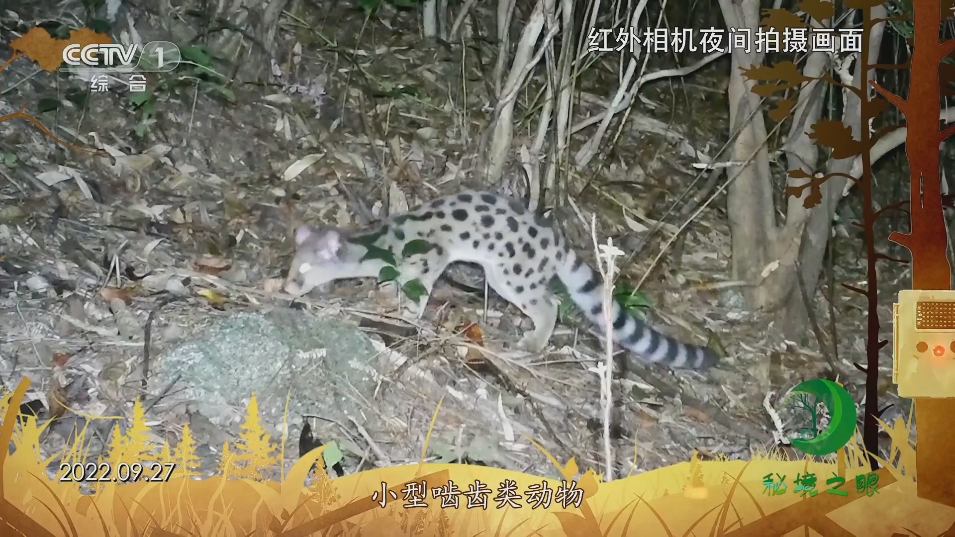 秘境之眼 《秘境之眼》 斑林狸 20231206