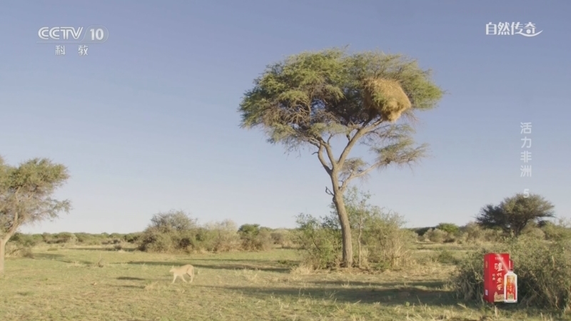 《自然传奇》 20260321 活力非洲 5