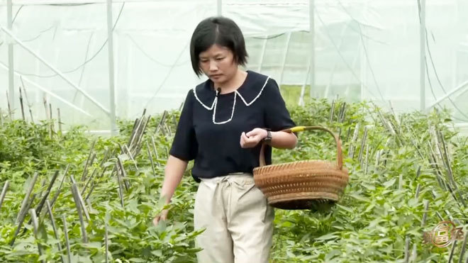 《致富经》 20210913 她种平常菜 赚到非常财
