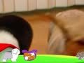 狗狗日记 第32天 奶妈抓狂了