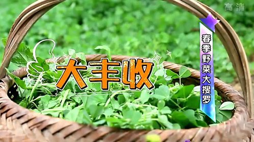 陈辰全明星 春季野菜大搜罗