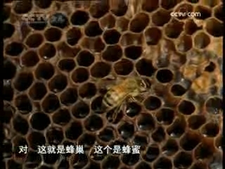 芝麻开门【央视】 蜂巢的秘密