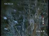 动物世界 第1精品之动物世界 2010年 第17期
