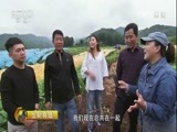 生财有道 《生财有道》 20161013 咱们家乡有特产（秋收系列）——吉林集安：人参生财千万家