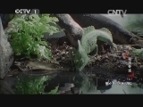 动物世界 《动物世界》 20140910 魔法奇迹（上）
