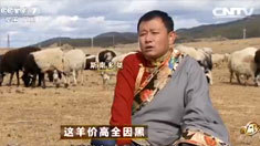 致富经 [致富经]这羊价高全因黑(20160317)