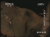 动物世界 《动物世界》 20131122 大象，你为什么会发怒（下）