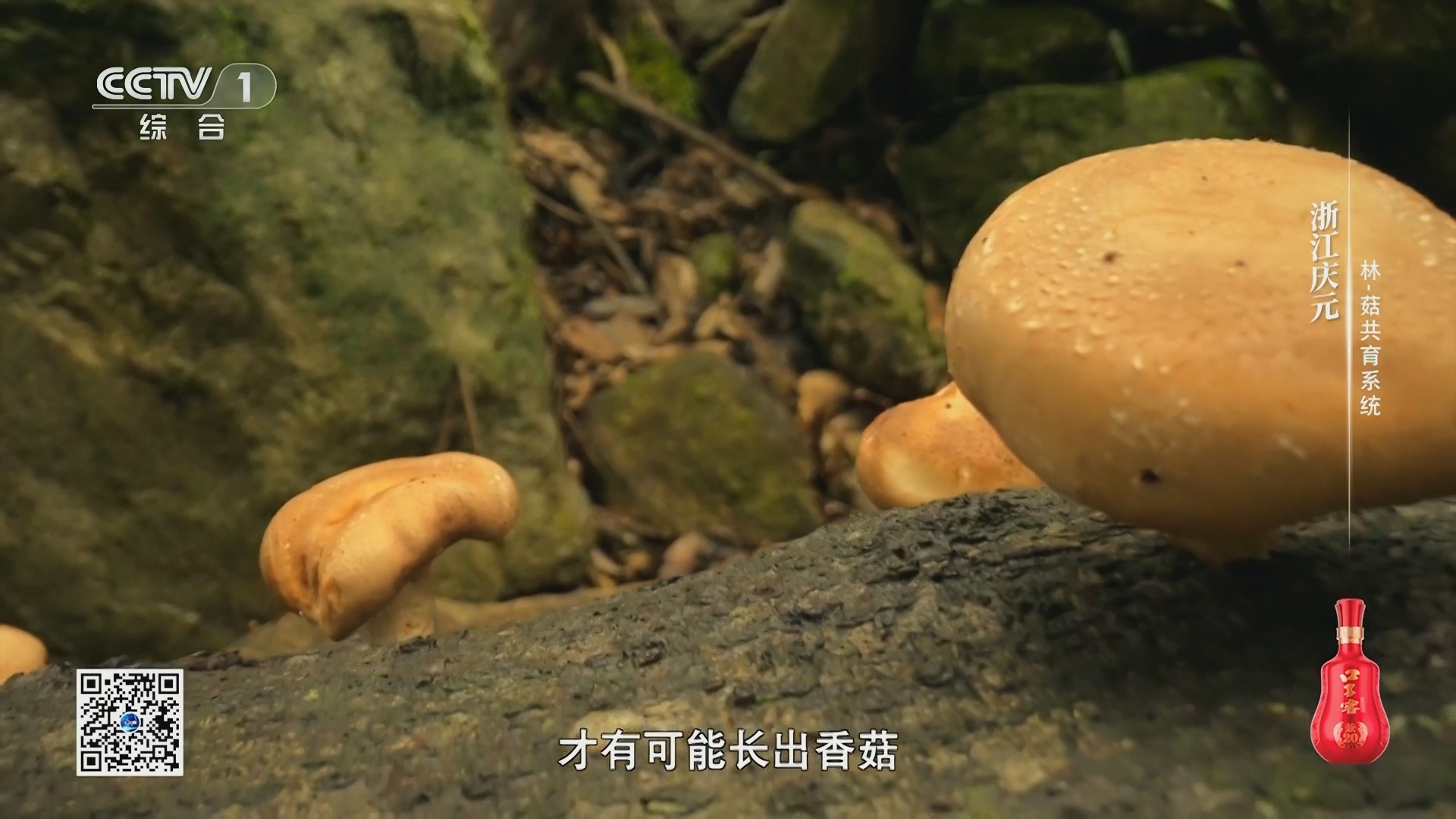 农耕探文明 《农耕探文明》 第1集 浙江庆元 林-菇共育系统