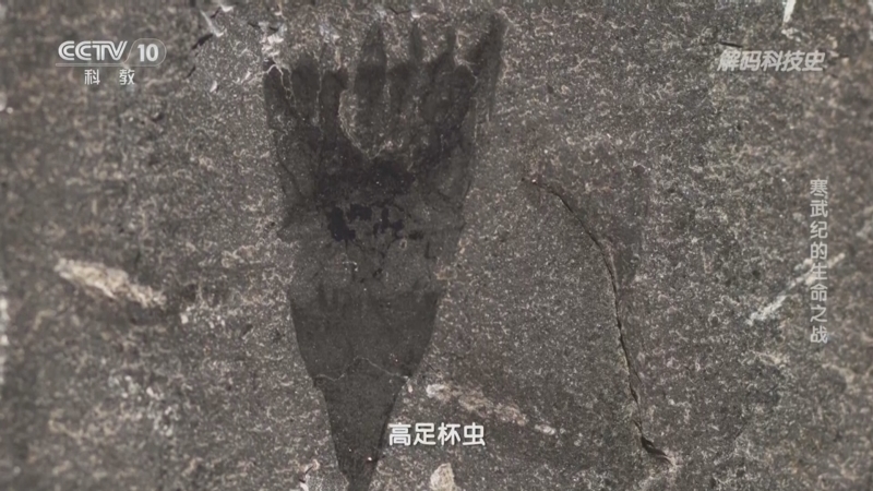 解码科技史 《解码科技史》 20240817 探秘古生物——寒武纪的生命之战