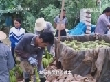 走近科学 《走近科学》 20141120 入侵者——绝望的香蕉