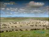 人与自然 人与自然 2010年 第111期