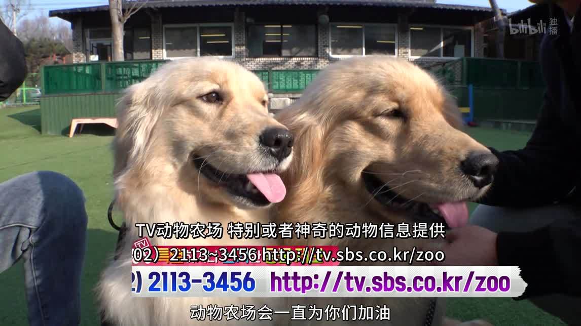 动物农场2020 8只柯基幸福生活