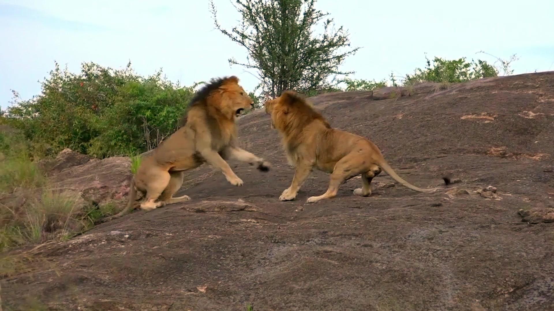 动物搏击会第六季 第3集