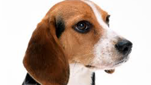 全国总决赛 黑豹勇夺冠军