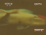 生财有道 《生财有道》 20131115 锦鲤游出的财富