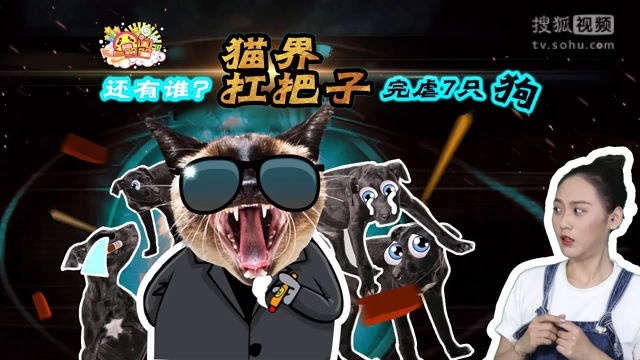囧闻一箩筐 还有谁？猫界扛把子玩虐7只狗【囧闻一箩筐】